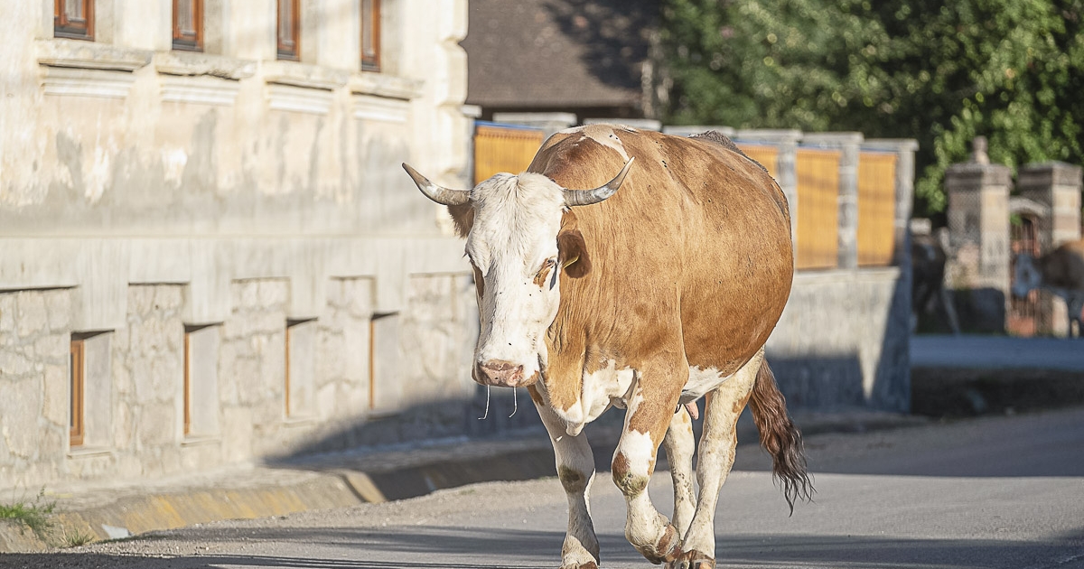 Állat és takarmány is tűnt már el